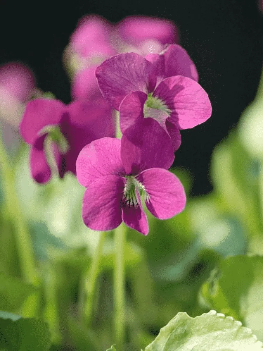 Виола мотыльковая Rubra