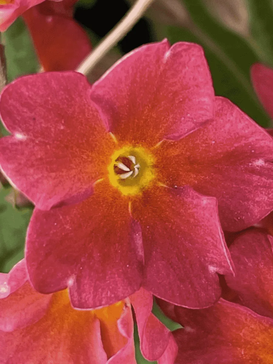 Примула Юлии Wanda Tomato Red Примула Юлии Wanda Tomato Red