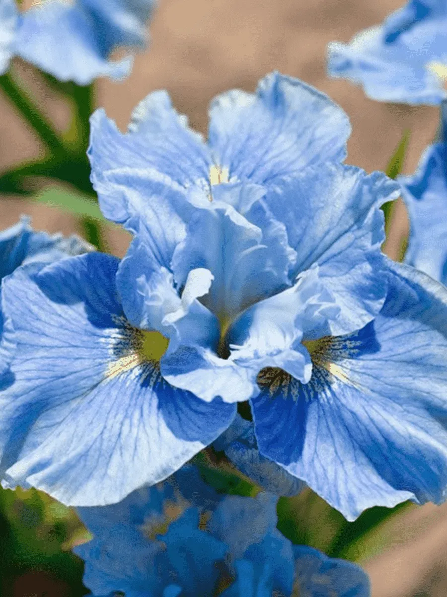 Ирис сибирский Mission Bay