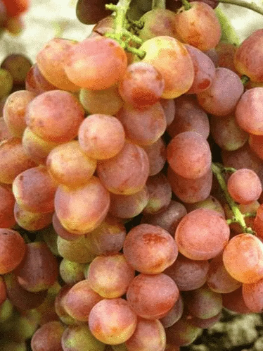 Виноград культурный Кеша