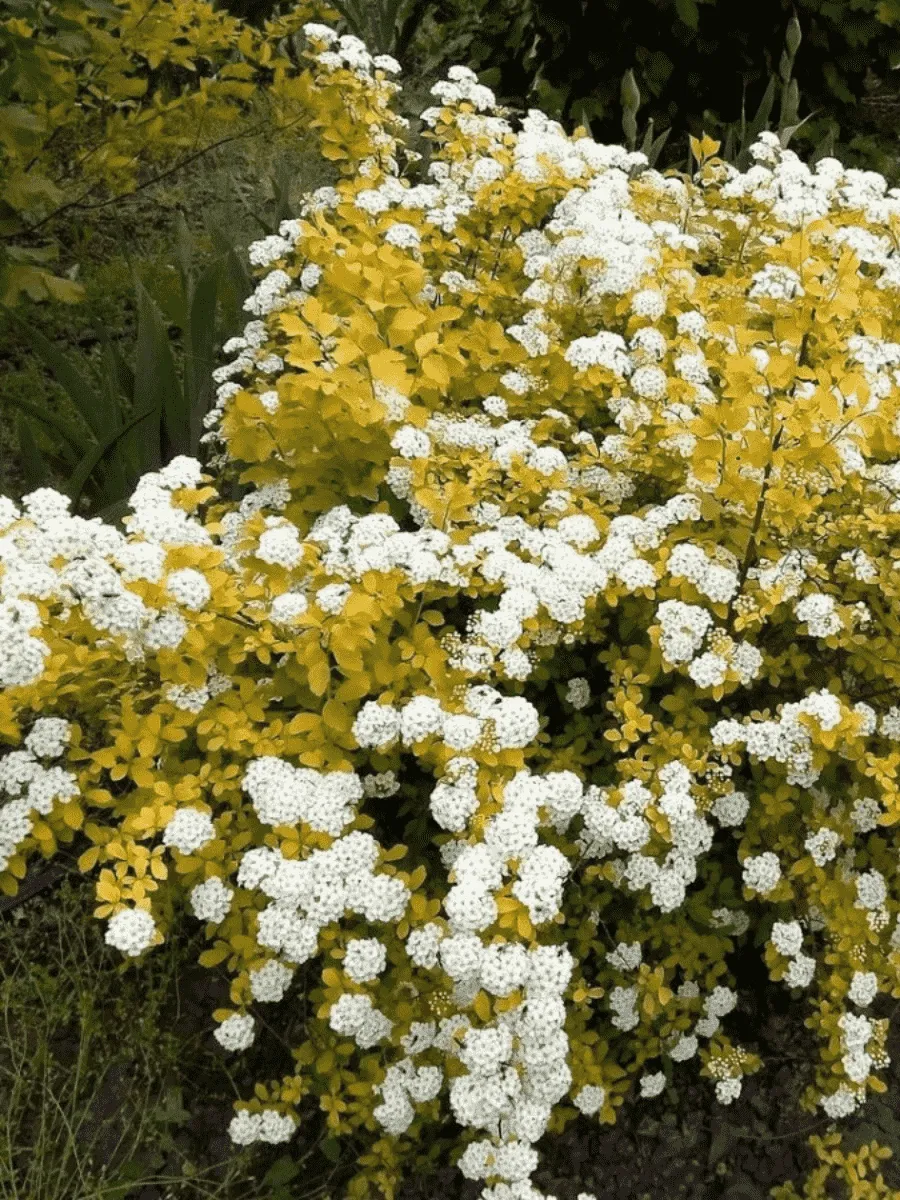 Спирея Вангутта Gold fountain