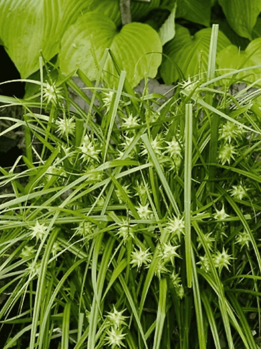 Осока Грея Осока Грея