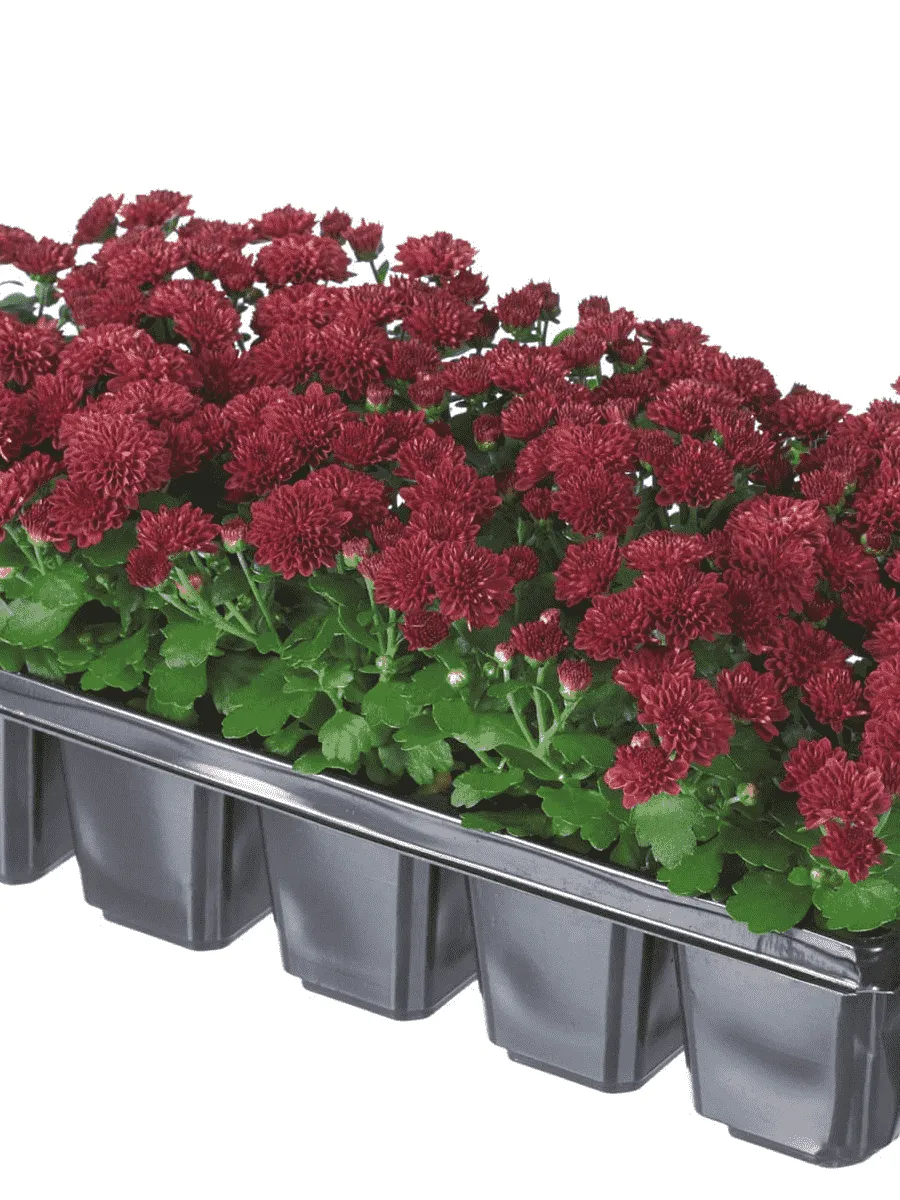 Хризантема мелкоцветковая Baby mum red