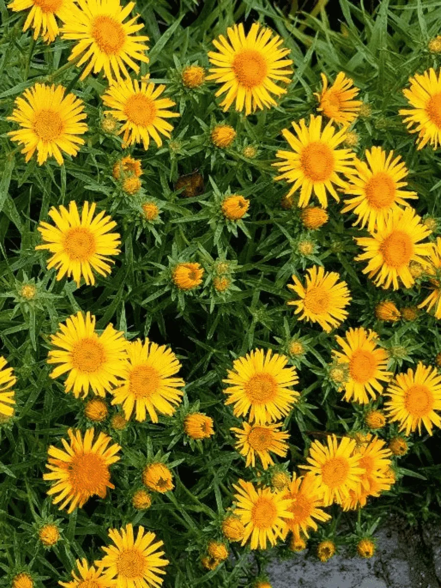 Девясил мечелистный