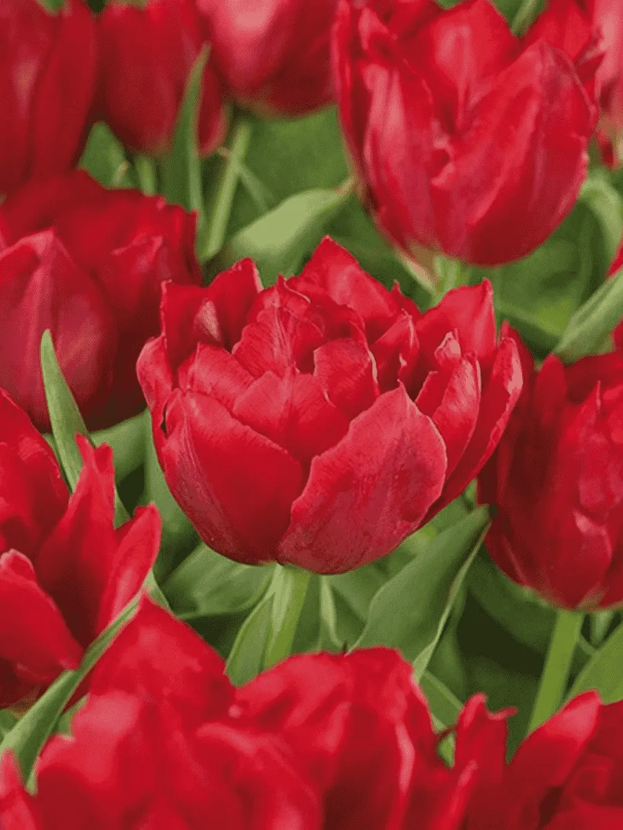 Тюльпан Махровый Abba