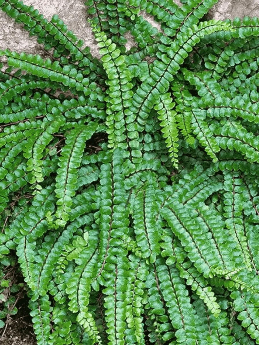 Костенец волосовидный