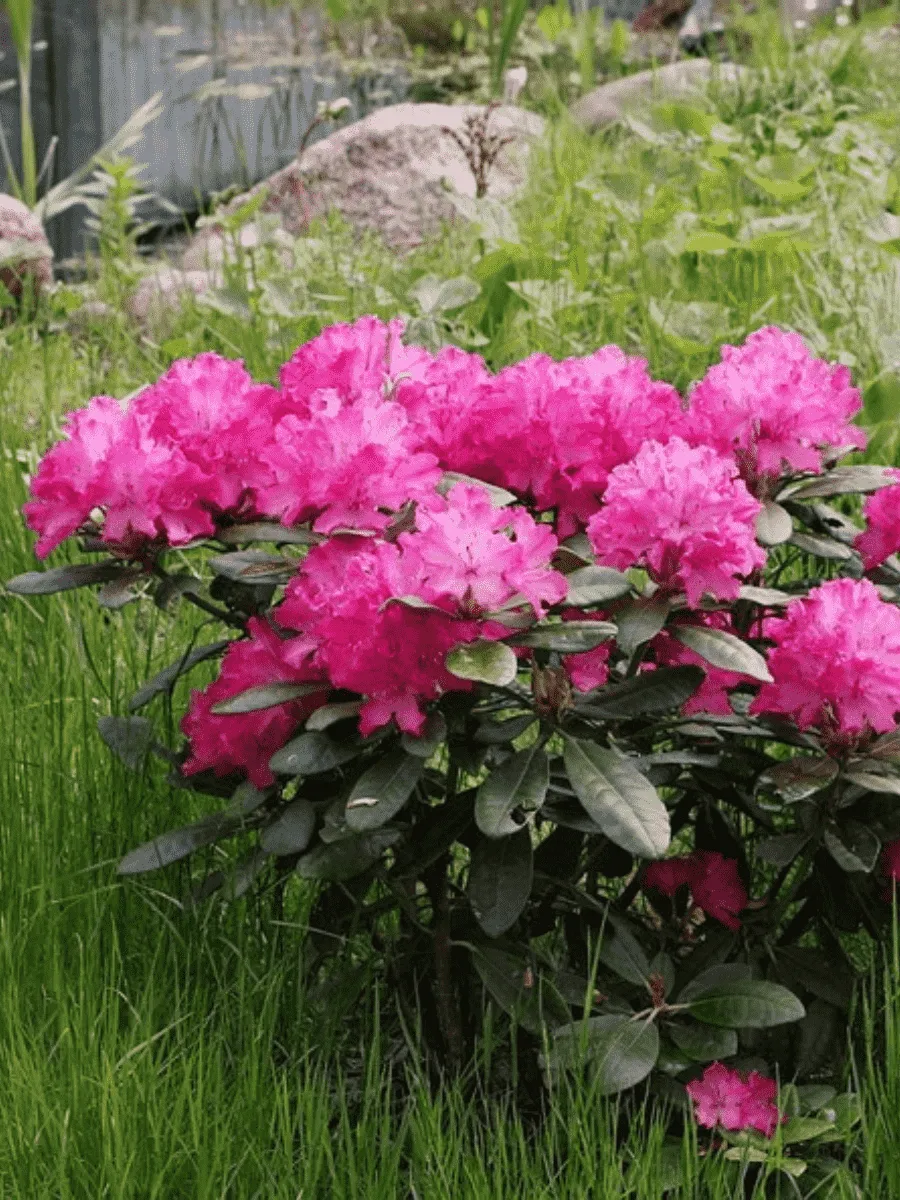 Рододендрон гибридный Hellikki