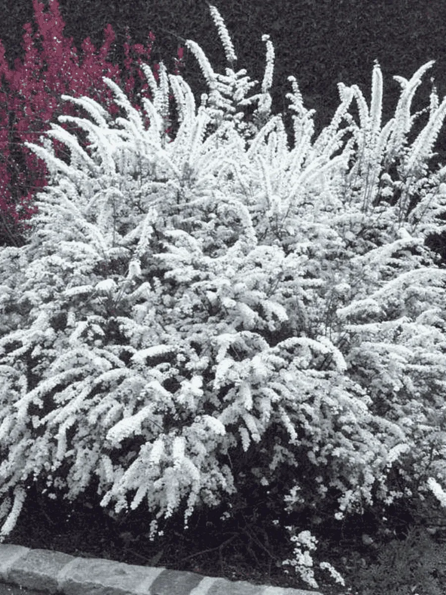 Спирея серая Graciosa Спирея серая Graciosa