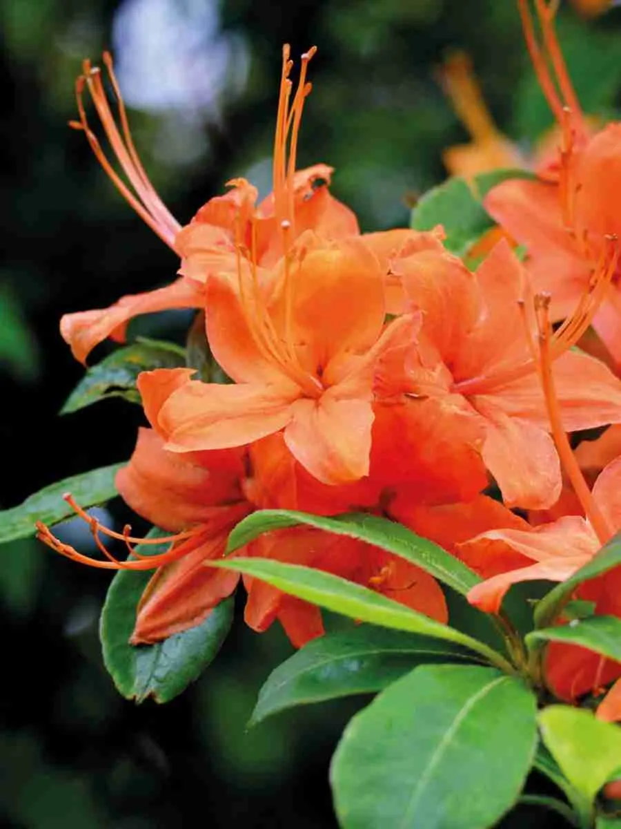 Азалия Orange Hit