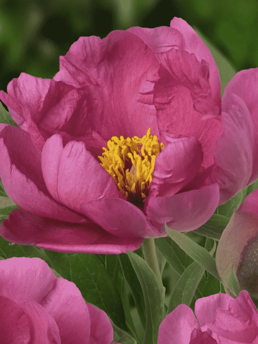 Пион ИТО Pink Ardour