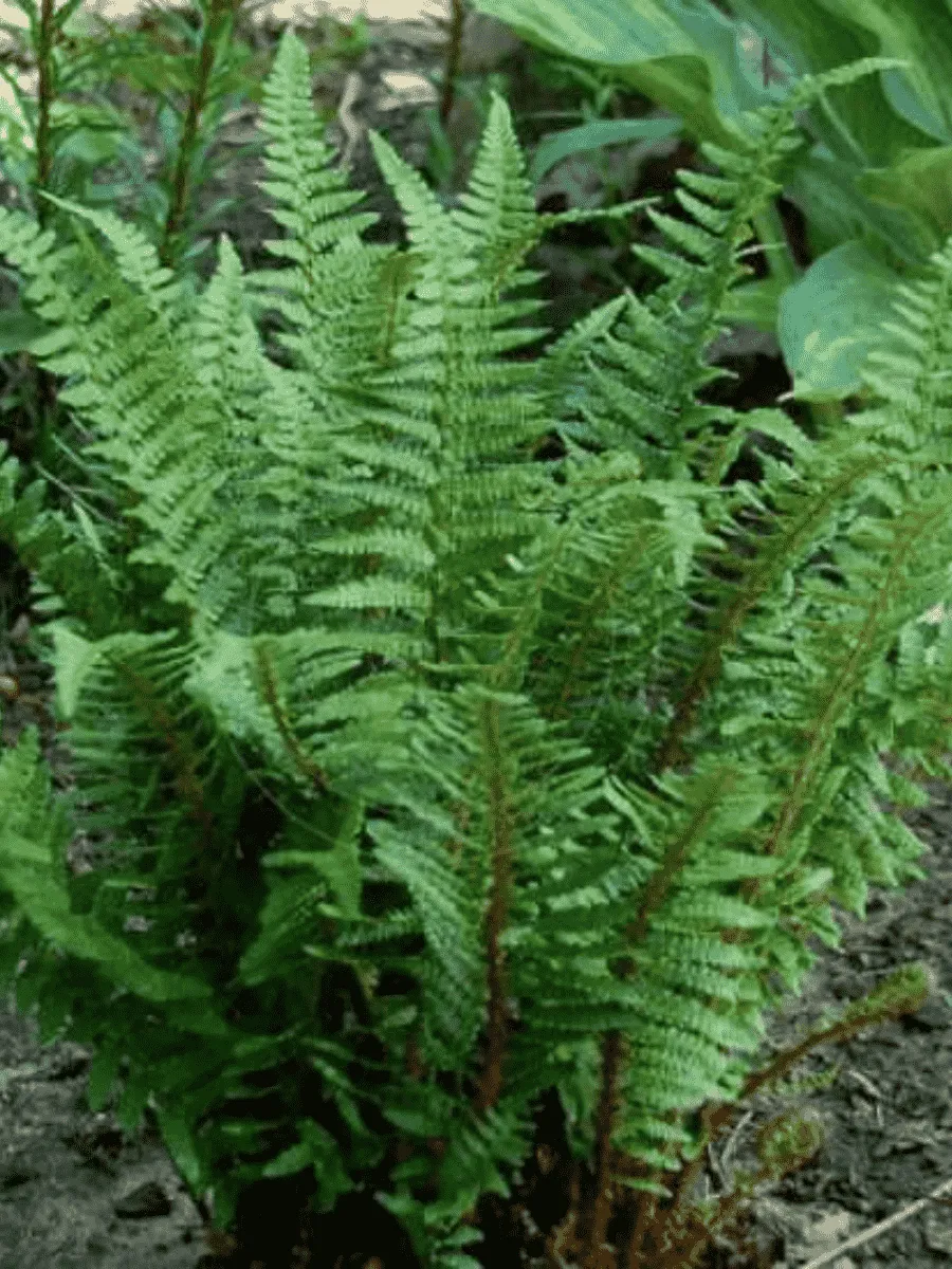 Щитовник родственный Pinderi