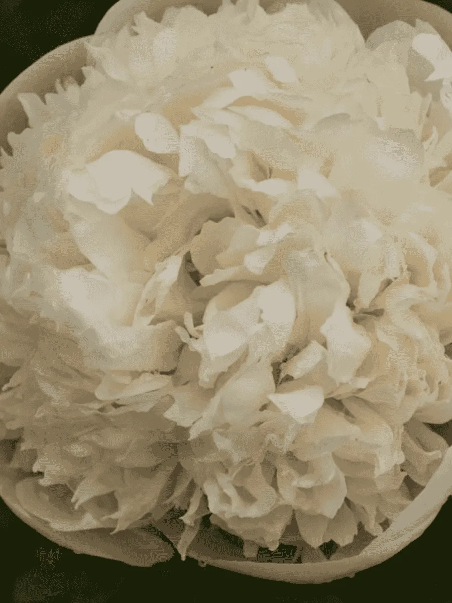 Пион Colonel Owen Cousins