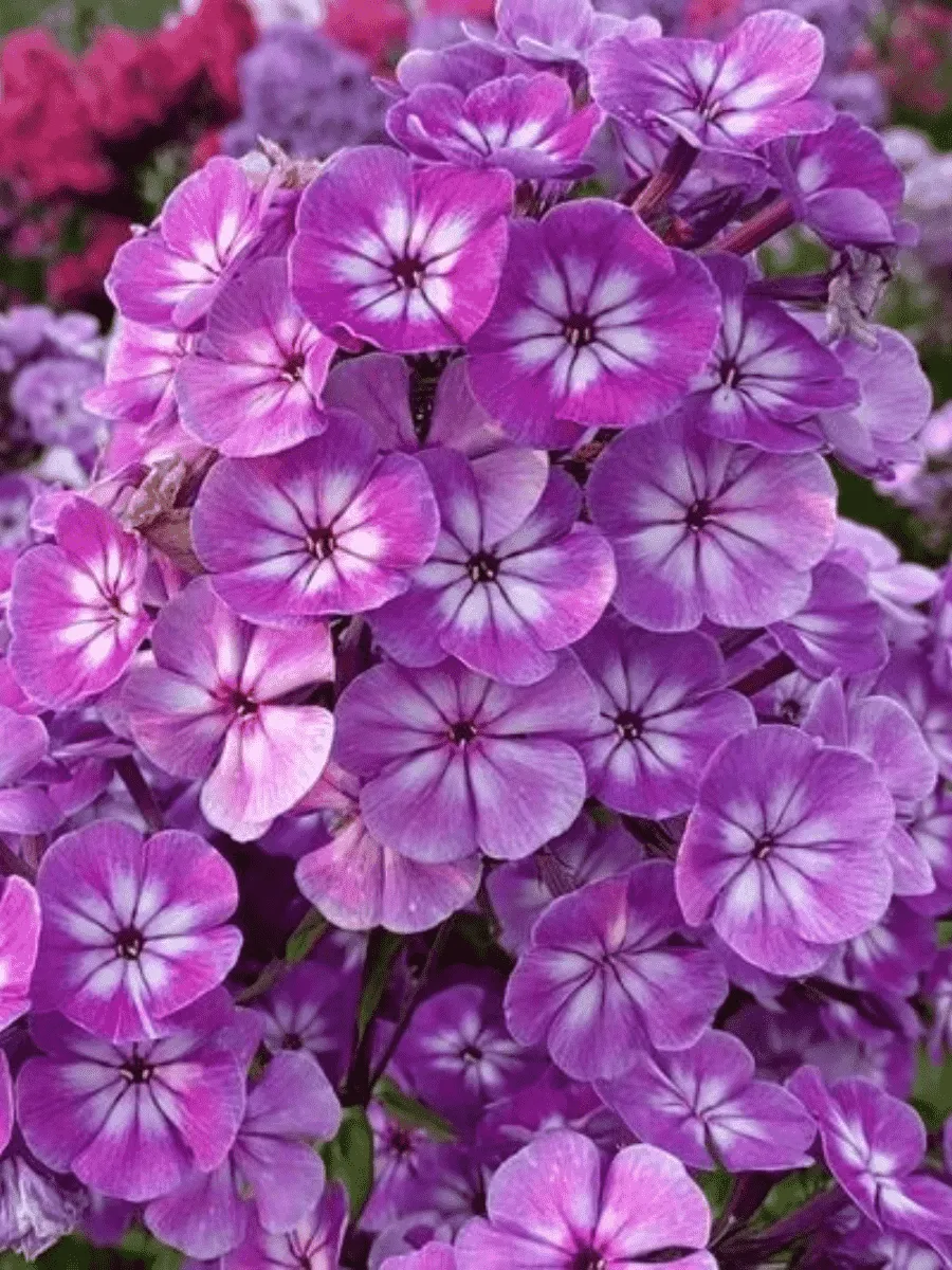 Флокс метельчатый Память Сердца