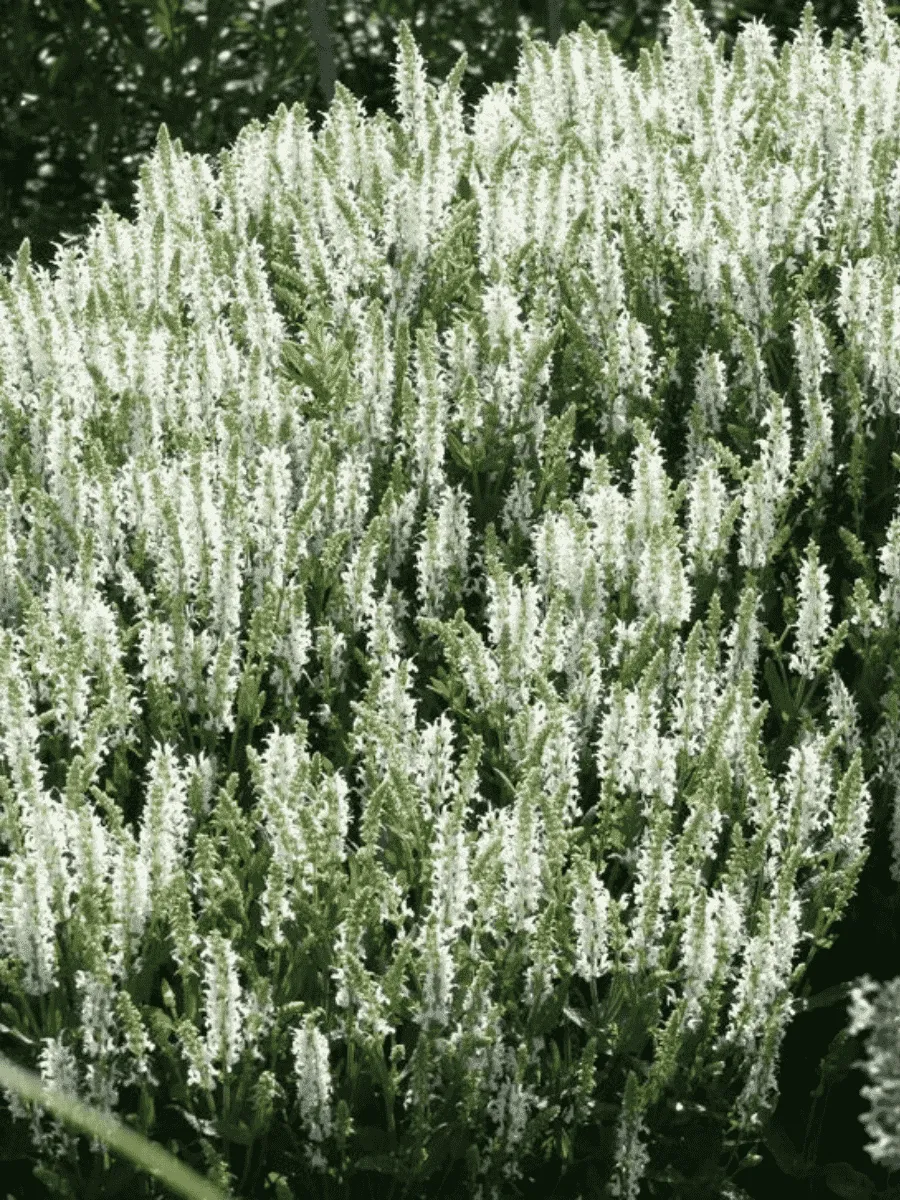 Шалфей дубравный Alba (Adrian)