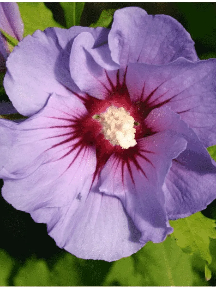 Гибискус Сирийский Marine