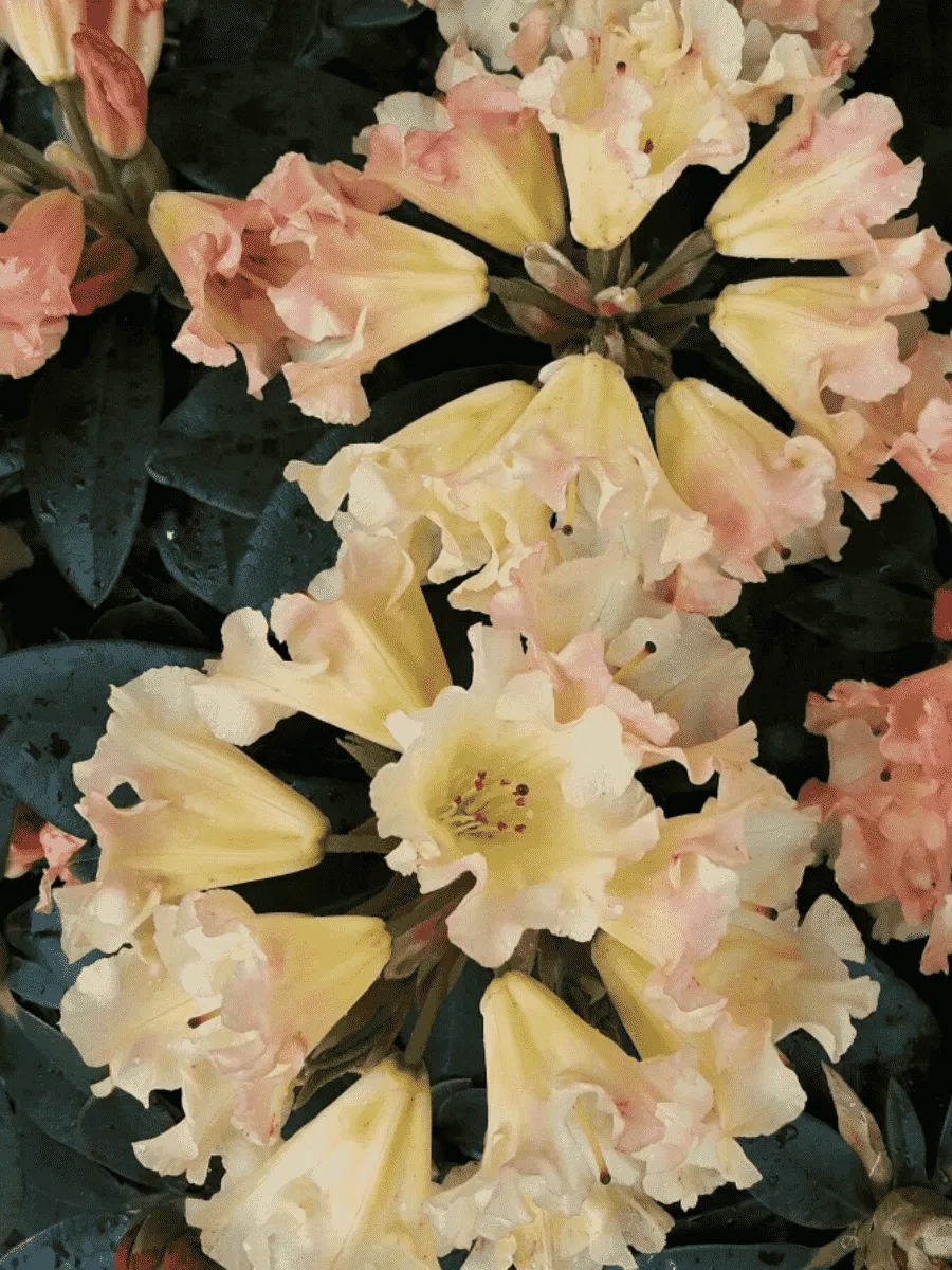 Рододендрон якушиманский Saffrano Рододендрон якушиманский Saffrano