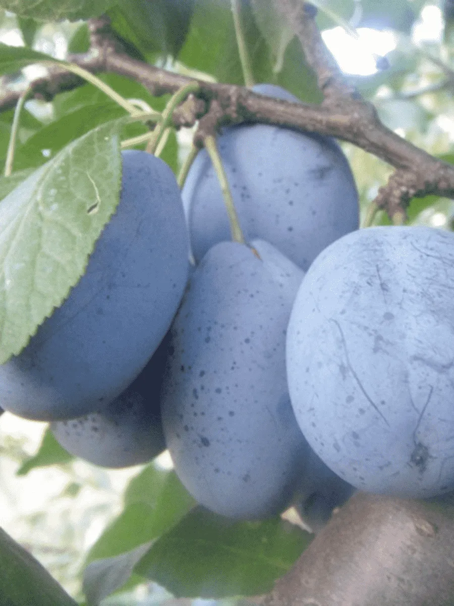 Слива Стенлей Слива Стенлей