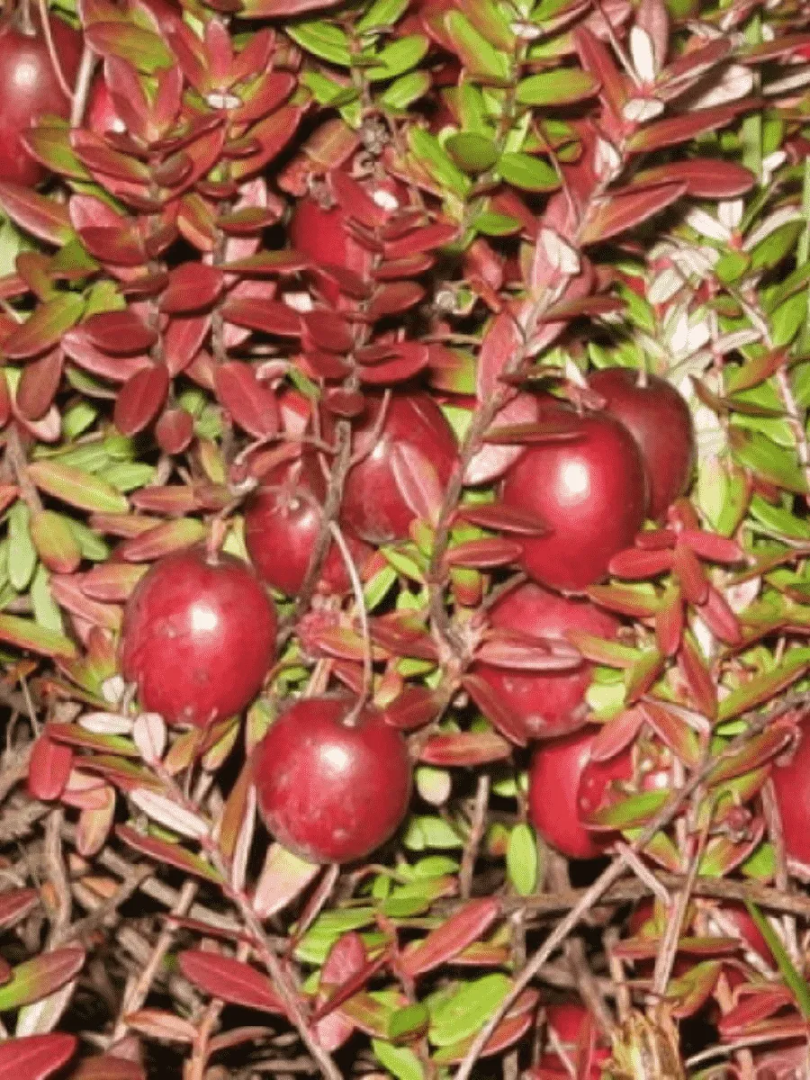 Клюква крупноплодная  Mc. Farlin