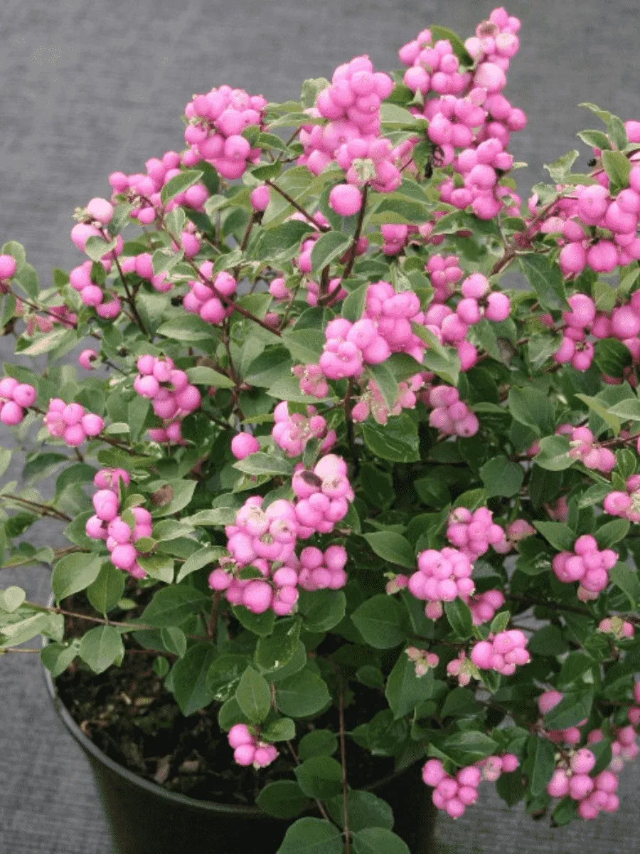 Снежноягодник доренбоза Magic Berry Снежноягодник доренбоза Magic Berry