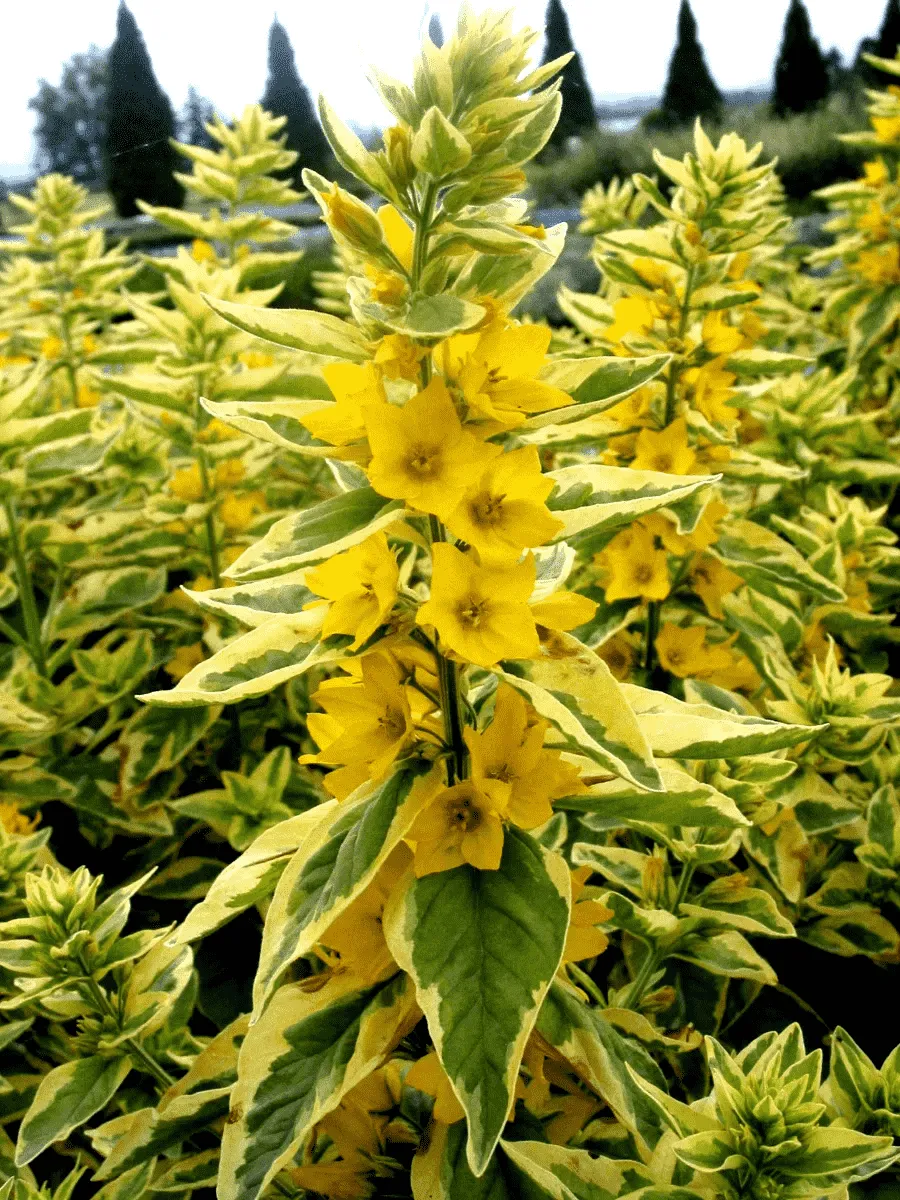 Вербейник точечный Golden Alexander