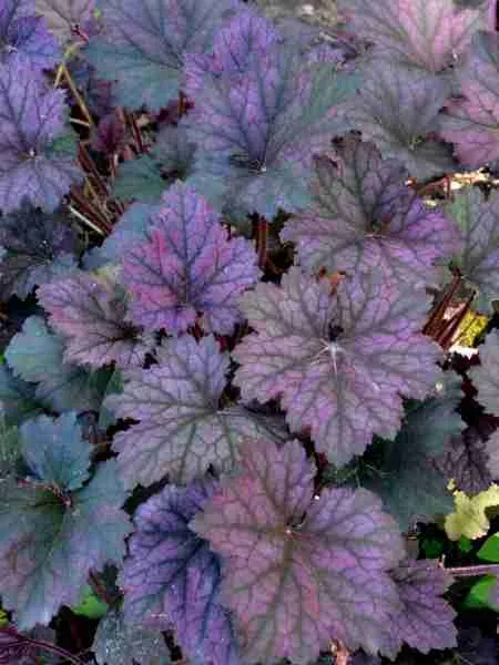 Гейхера Frosted Violet