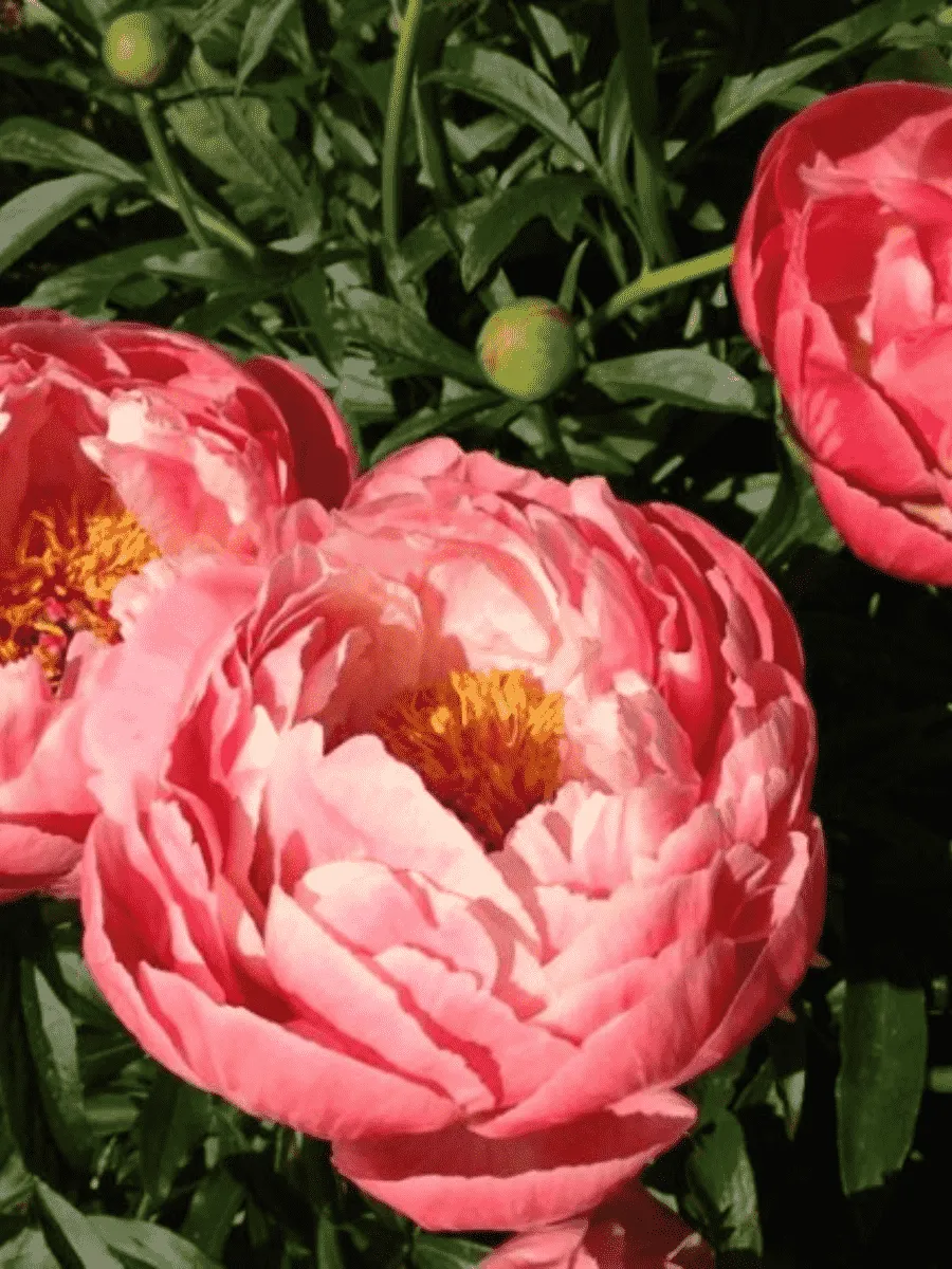 Пион Молочноцветковый Coral Charm