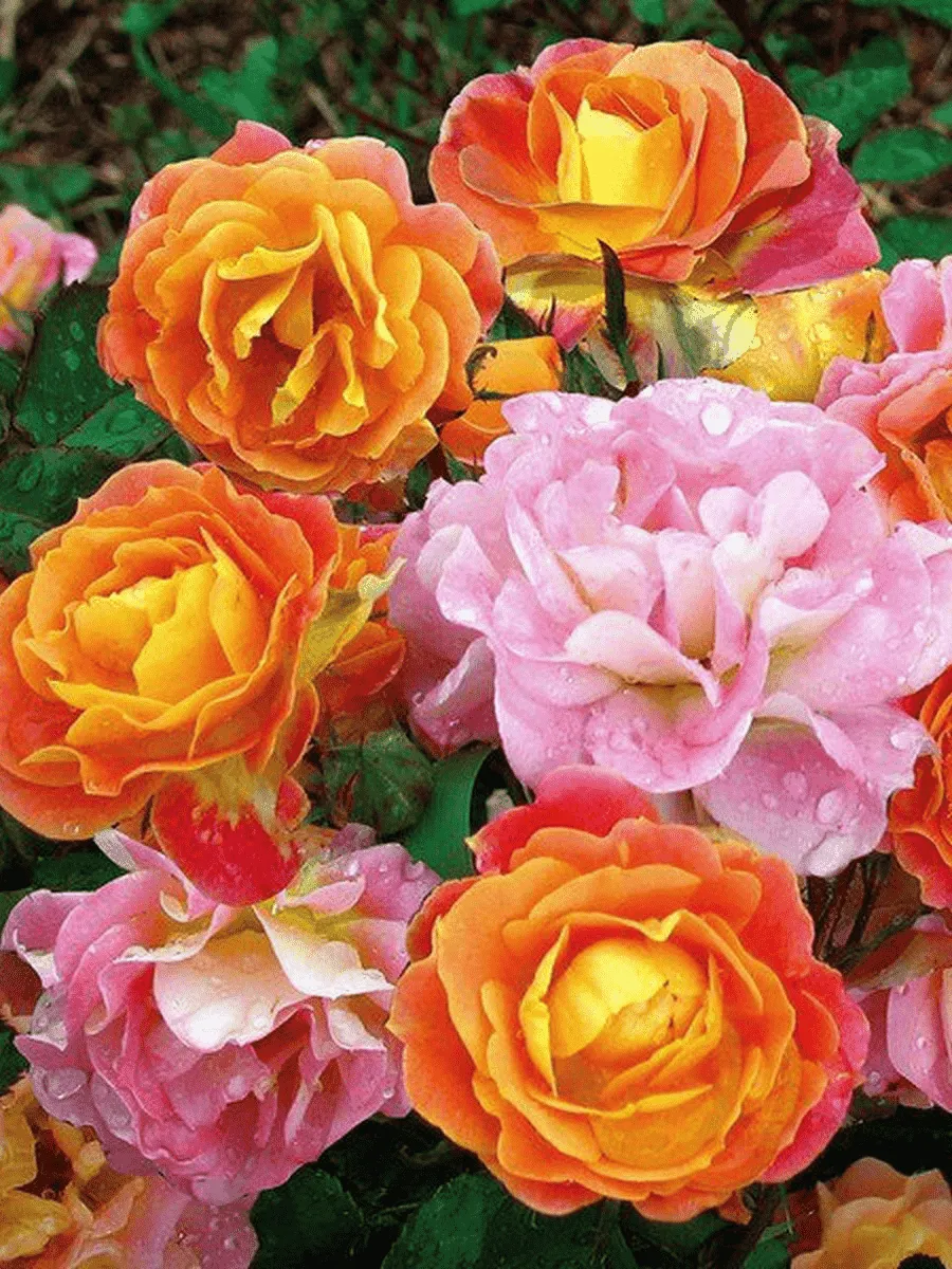 Роза Флорибунда Bordure Camaieu