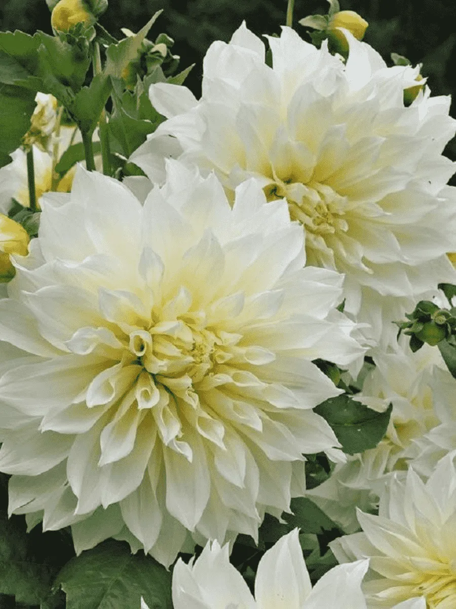 Георгина Fleurel