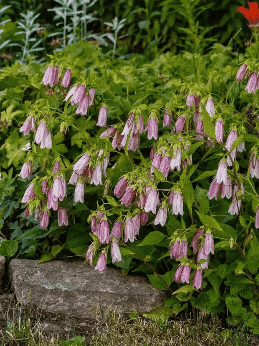 Колокольчик точечный Pink Red