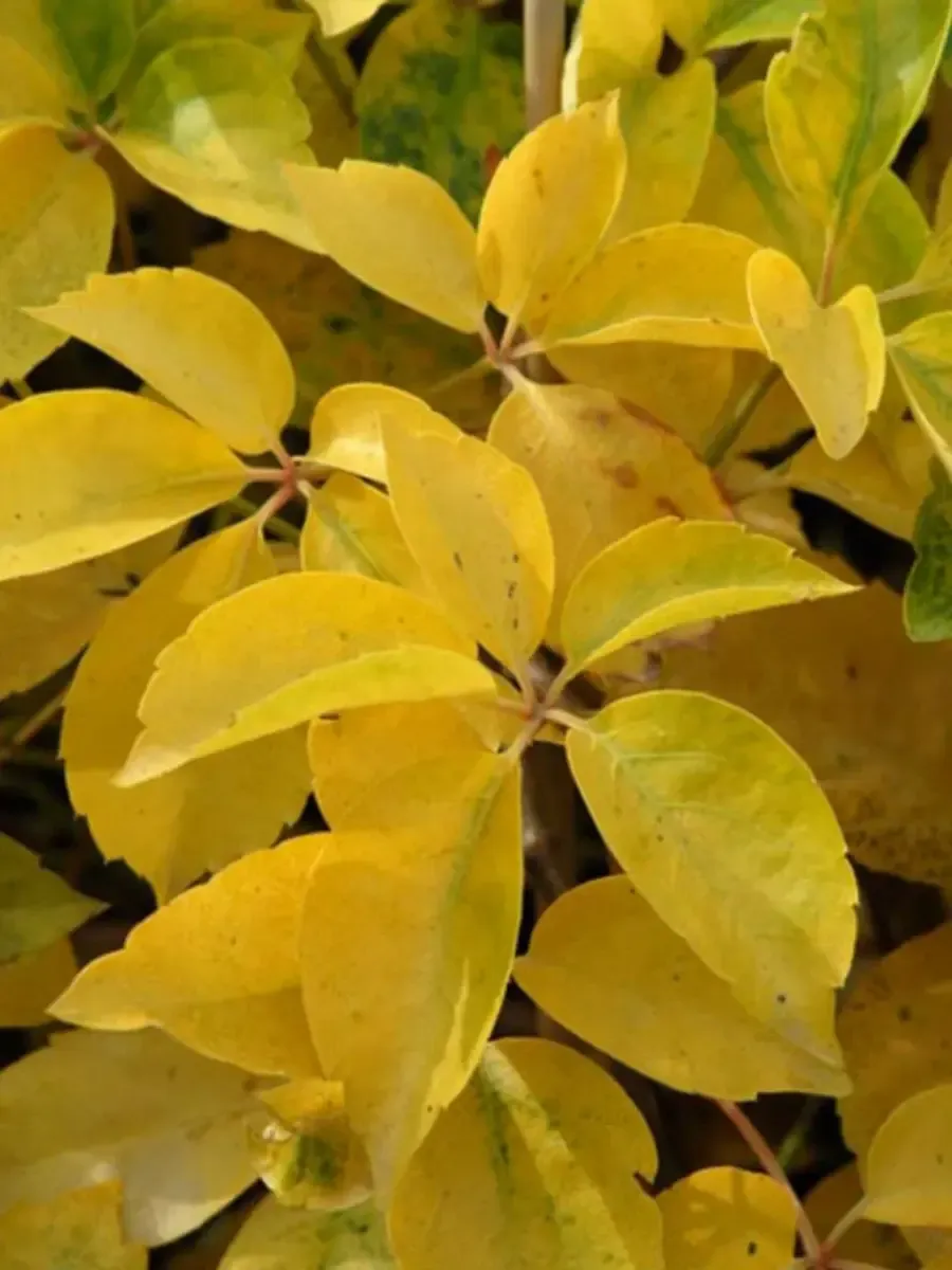 Виноград девичий Yellow Wall Виноград девичий Yellow Wall