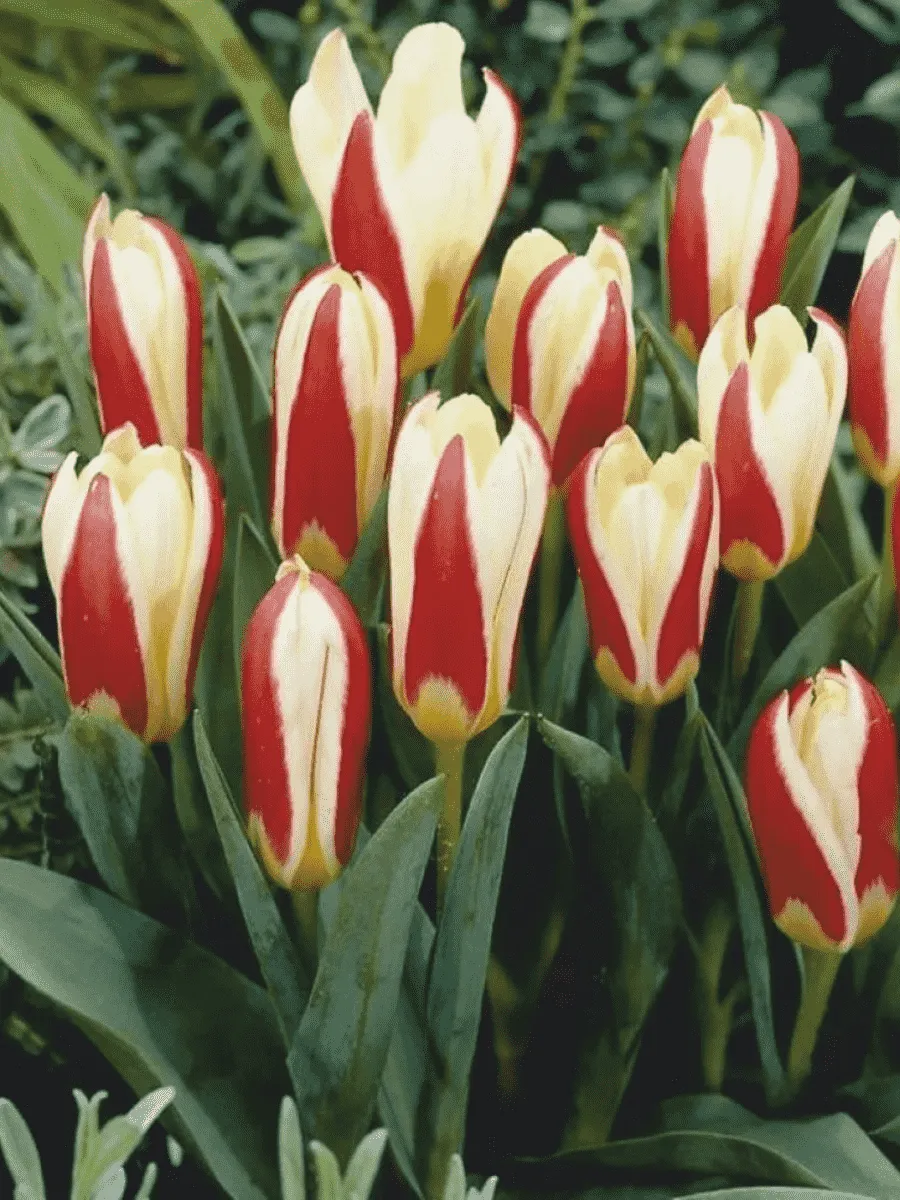 Тюльпан The first