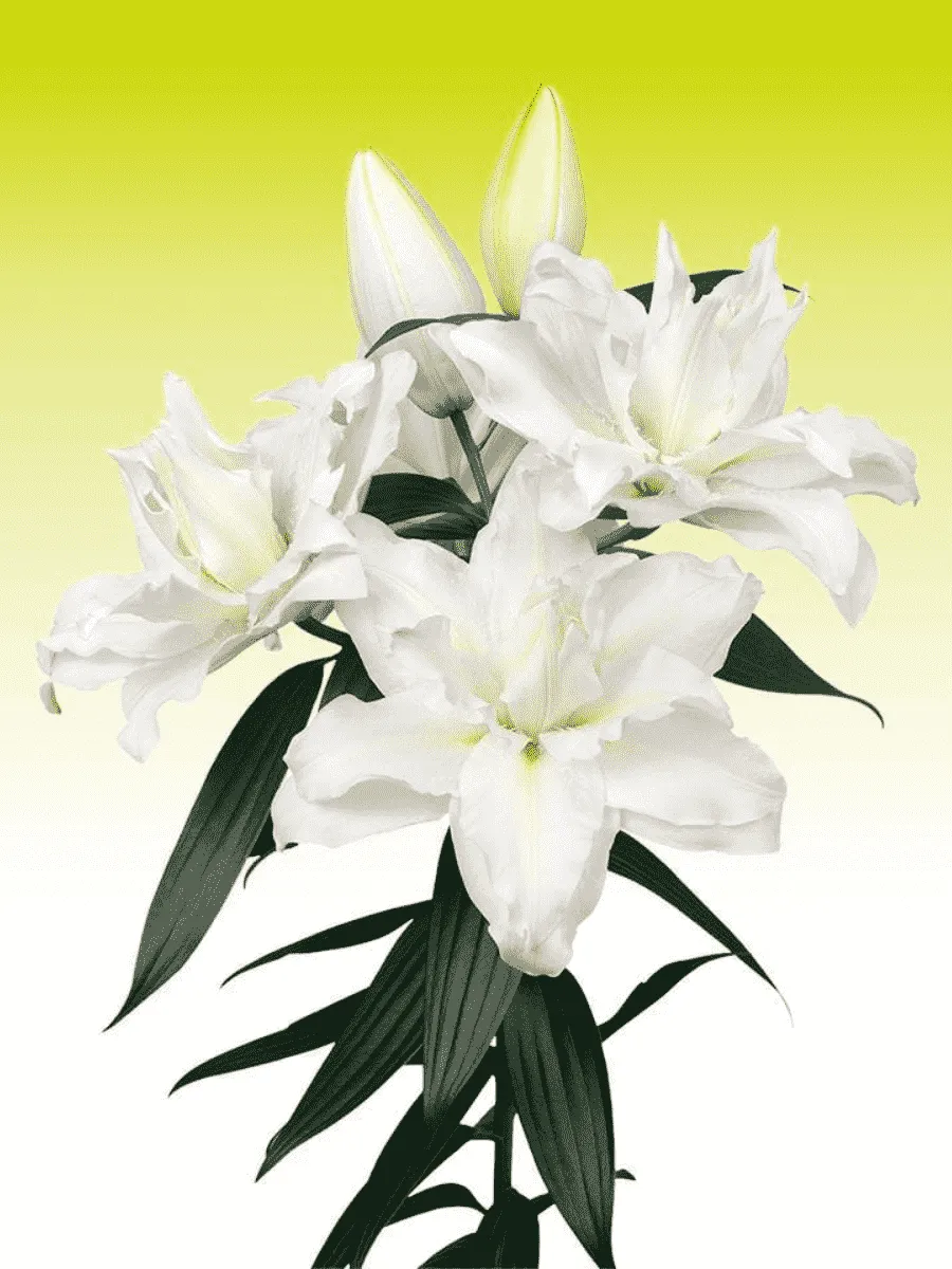 Лилия Roselily Jacintha