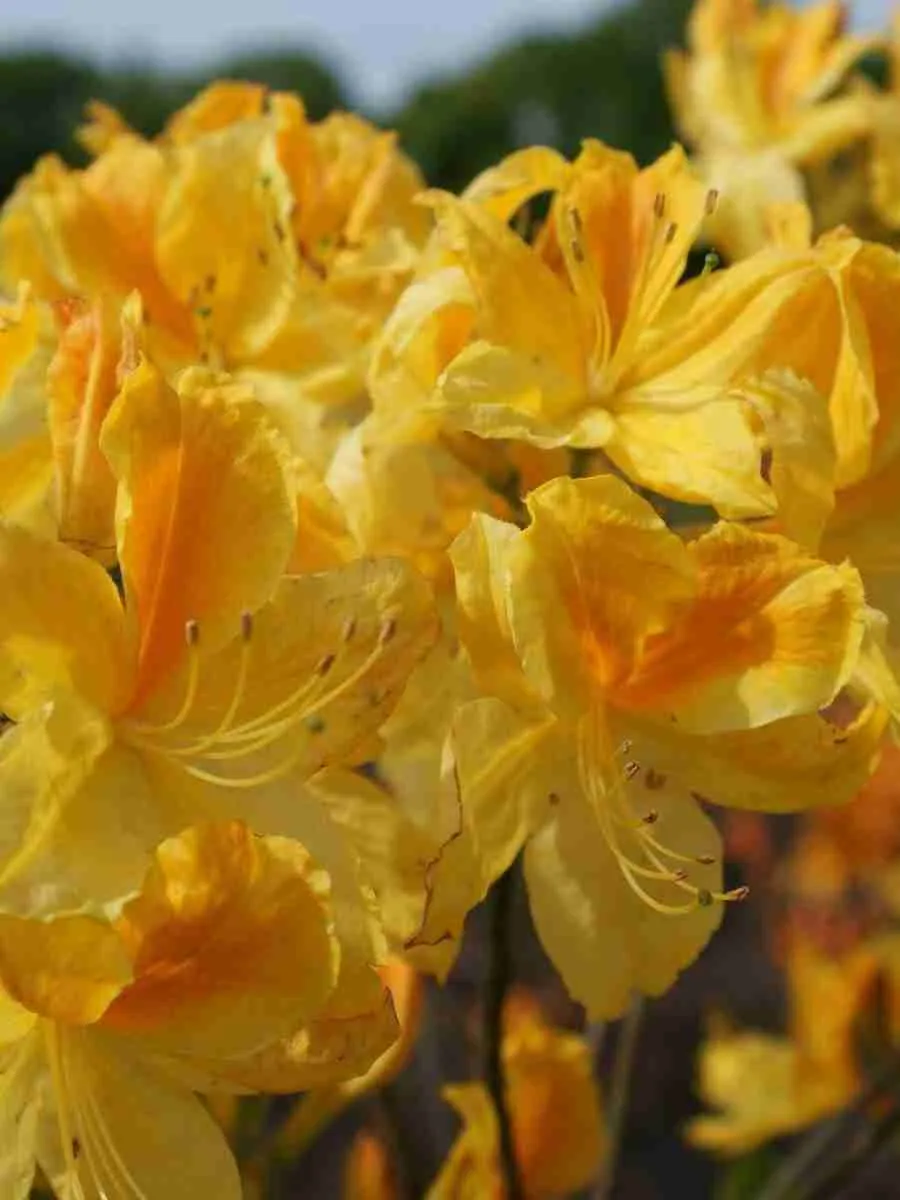 Азалия крупноцветковая Goldtopas Азалия крупноцветковая Goldtopas