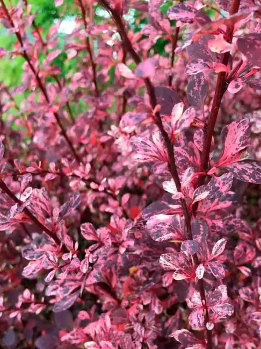 Барбарис Тунберга Rosetta Барбарис Тунберга Rosetta