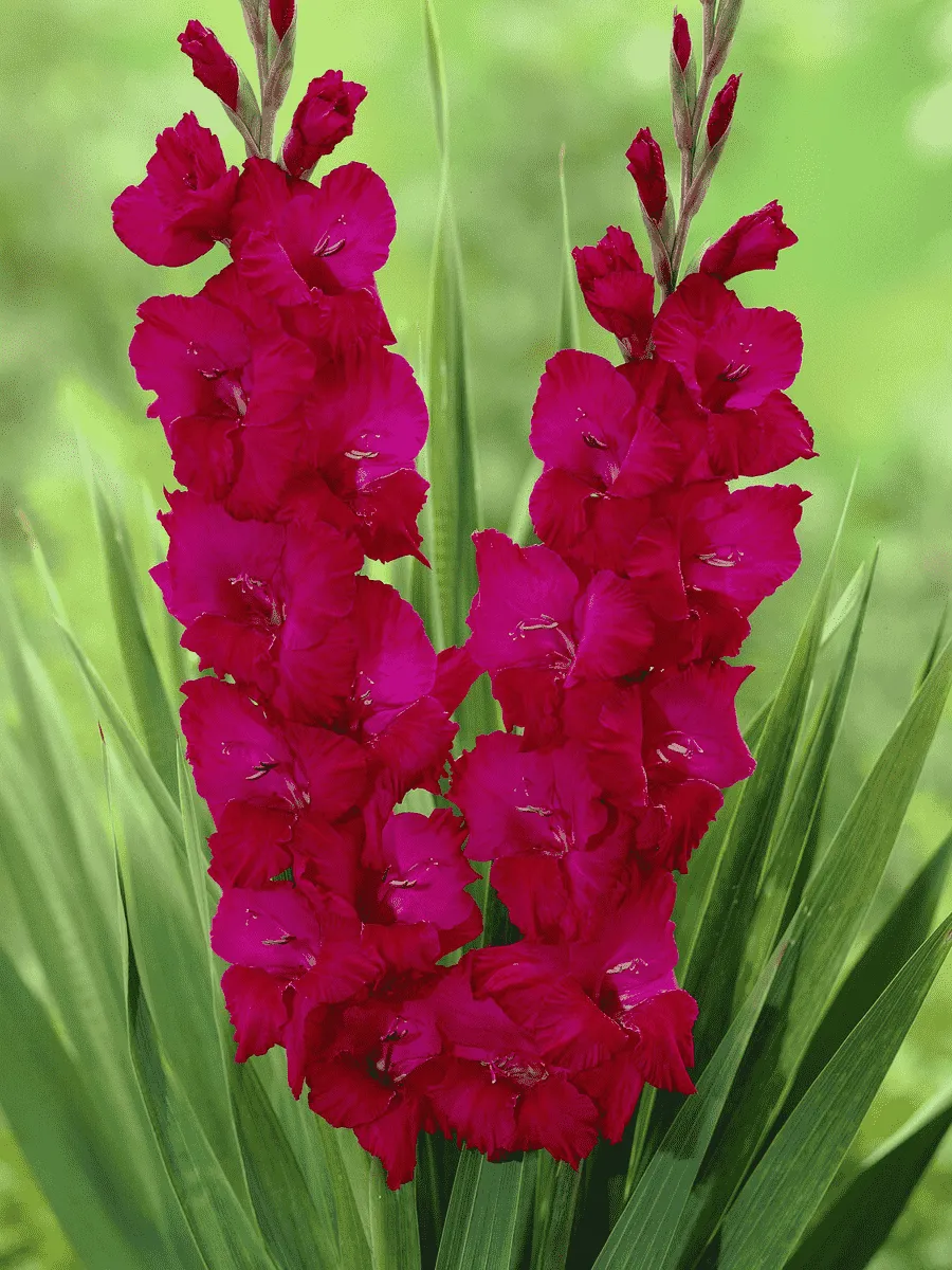 Гладиолус Plum Tart