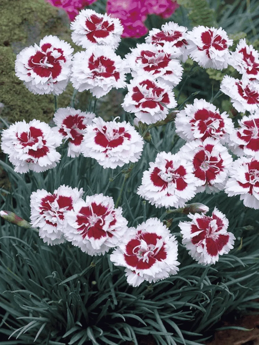 Гвоздика Альвуда  Alice