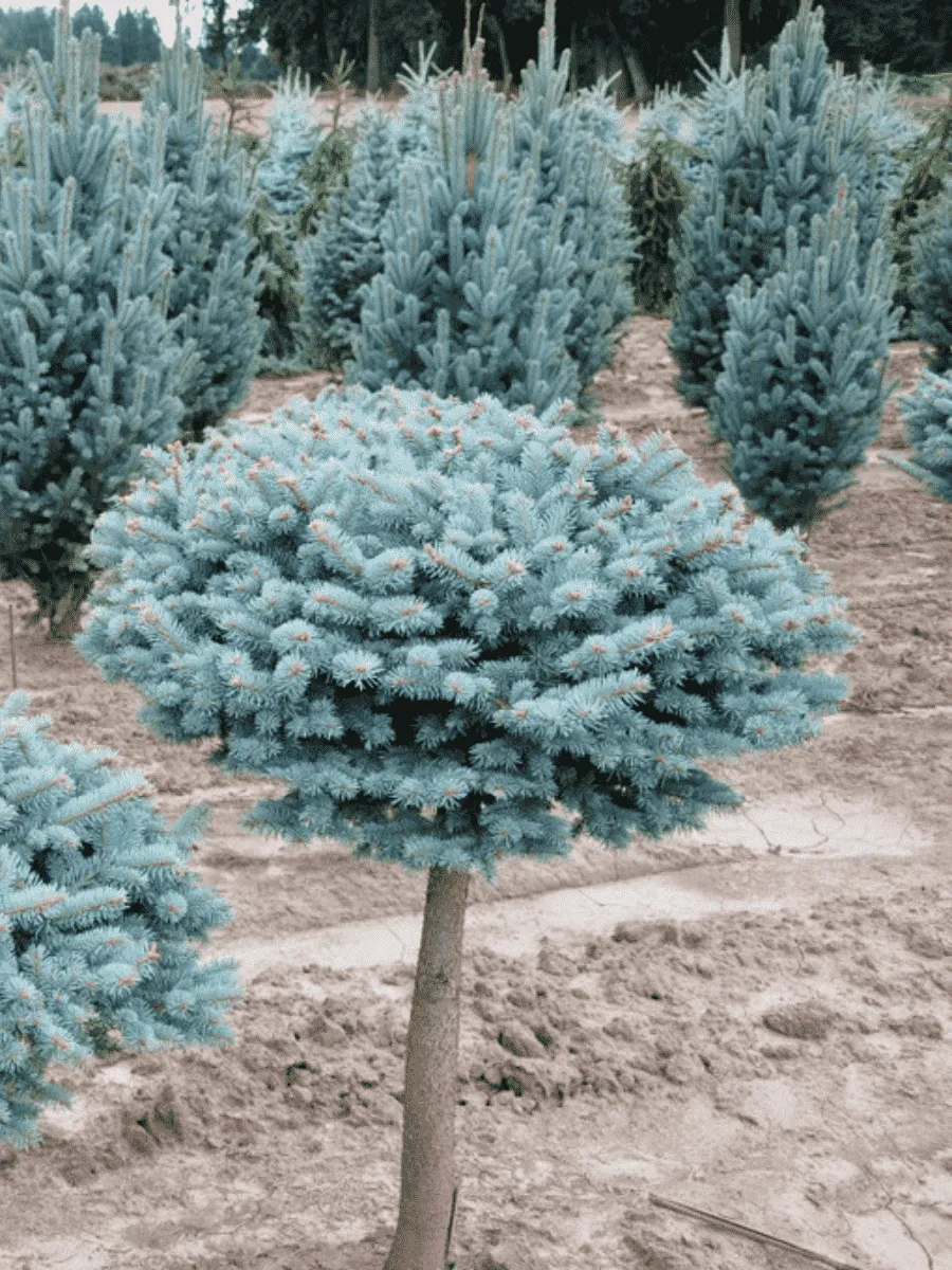 Ель колючая Glauca Globosa на штамбе 80-90см Ель колючая Glauca Globosa на штамбе 80-90см