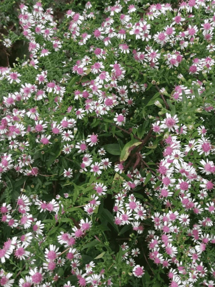 Астра бокоцветная Horizontalis