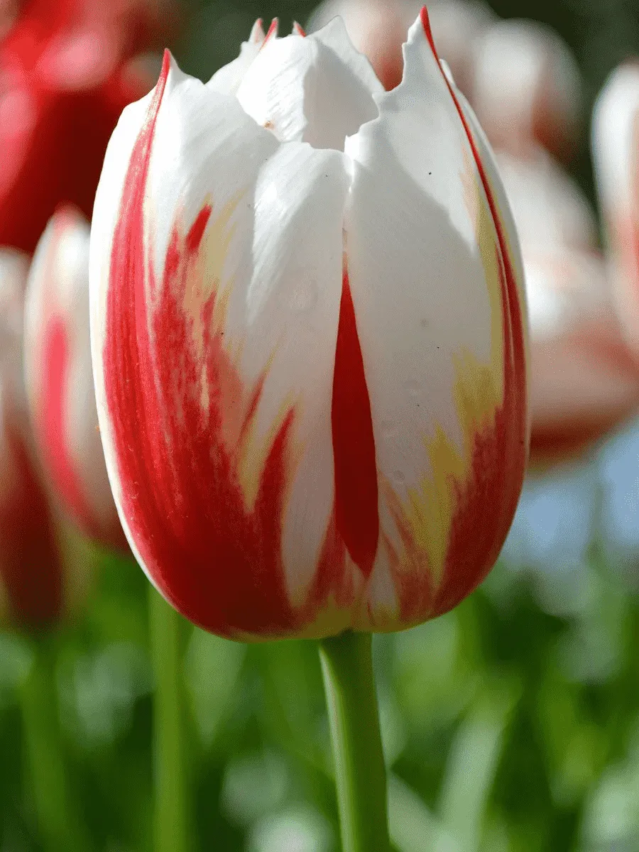 Тюльпан пестролистный Happy Generation