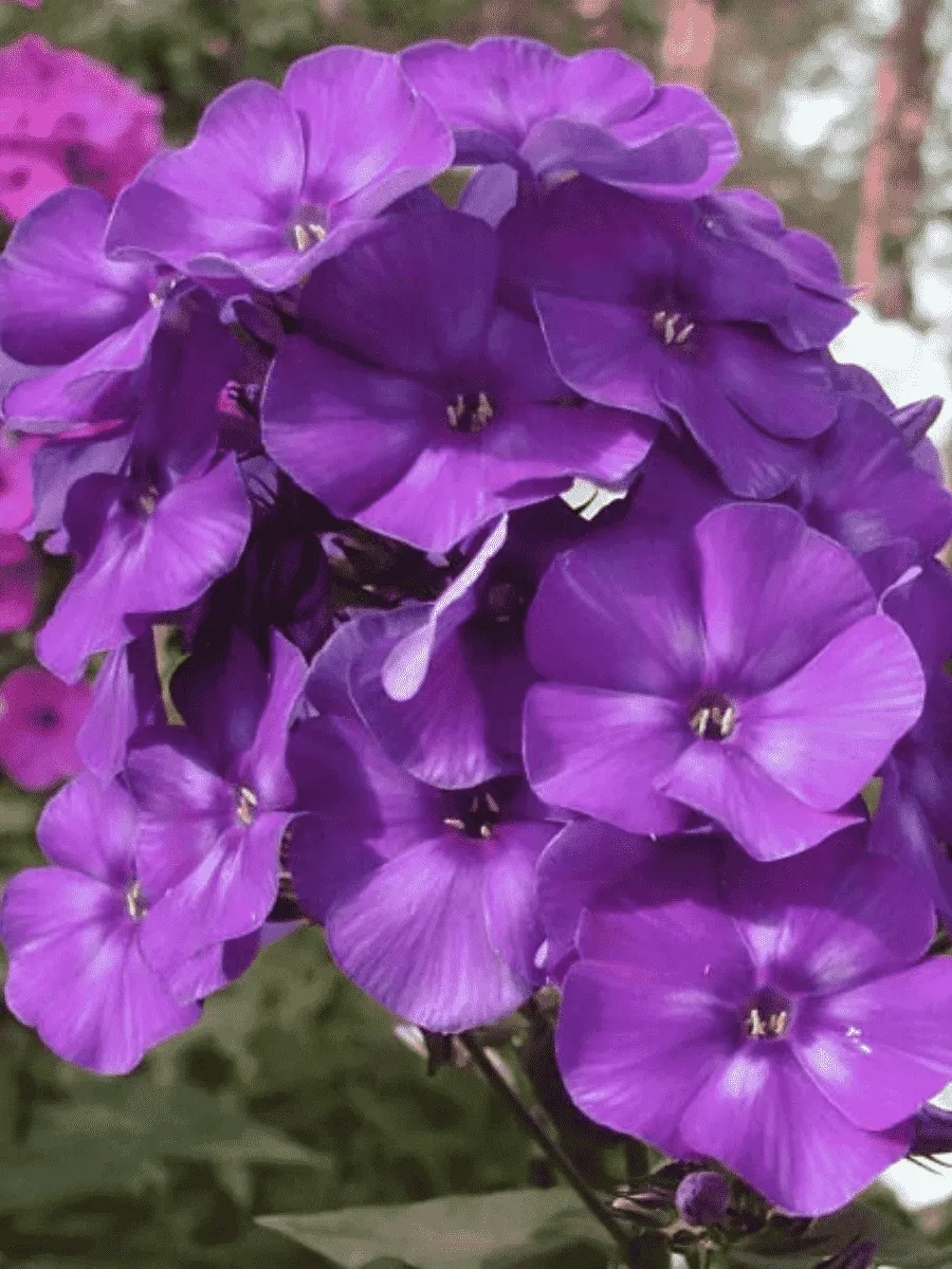 Флокс метельчатый Репрев №20