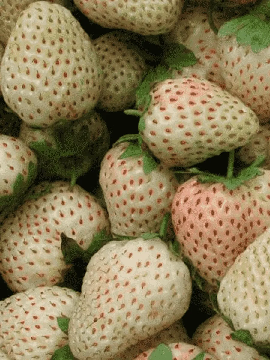 Земляника садовая Белый швед Земляника садовая Белый швед