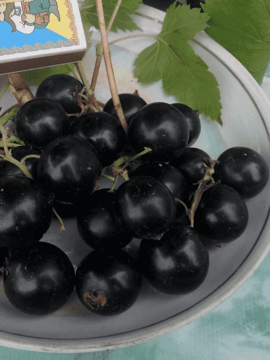 Смородина черная Деликатесная Смородина черная Деликатесная