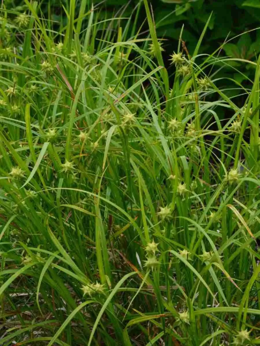 Осока Грея Осока Грея