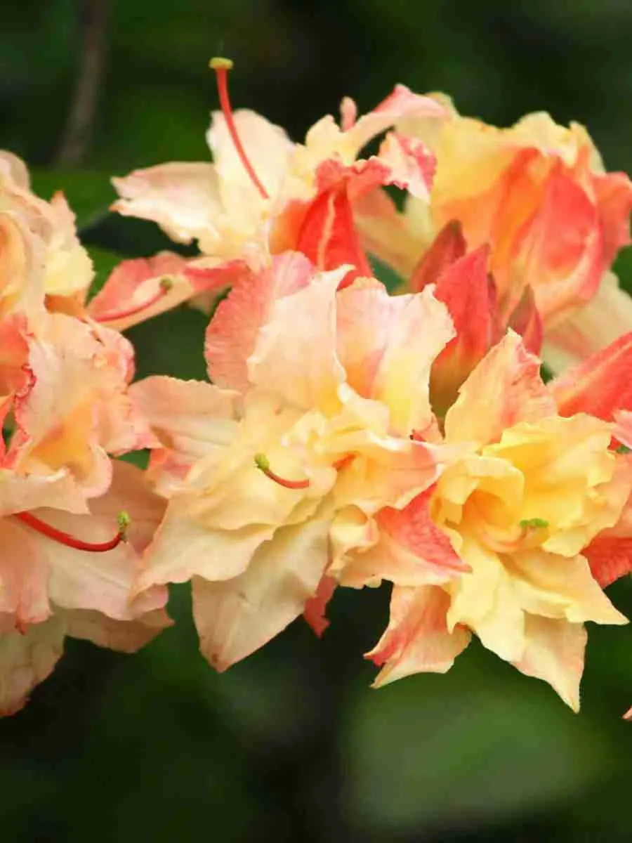 Азалия крупноцветковая Cannon's Double Азалия крупноцветковая Cannon's Double