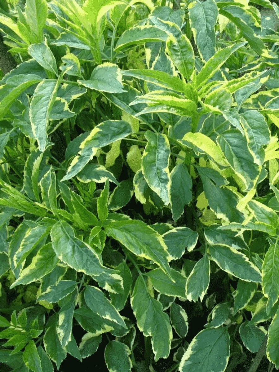 Бузина черная Variegata Бузина черная Variegata