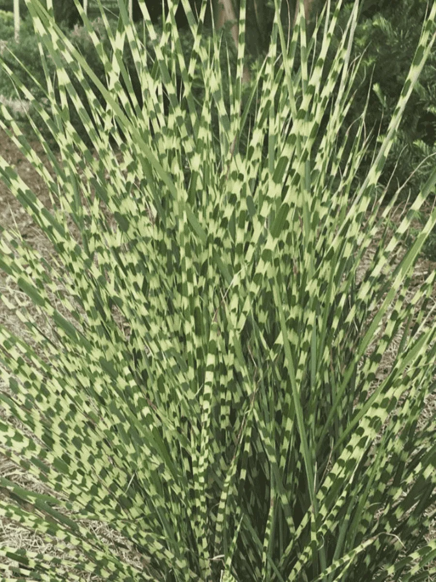 Мискантус китайский 'Gold Bar'