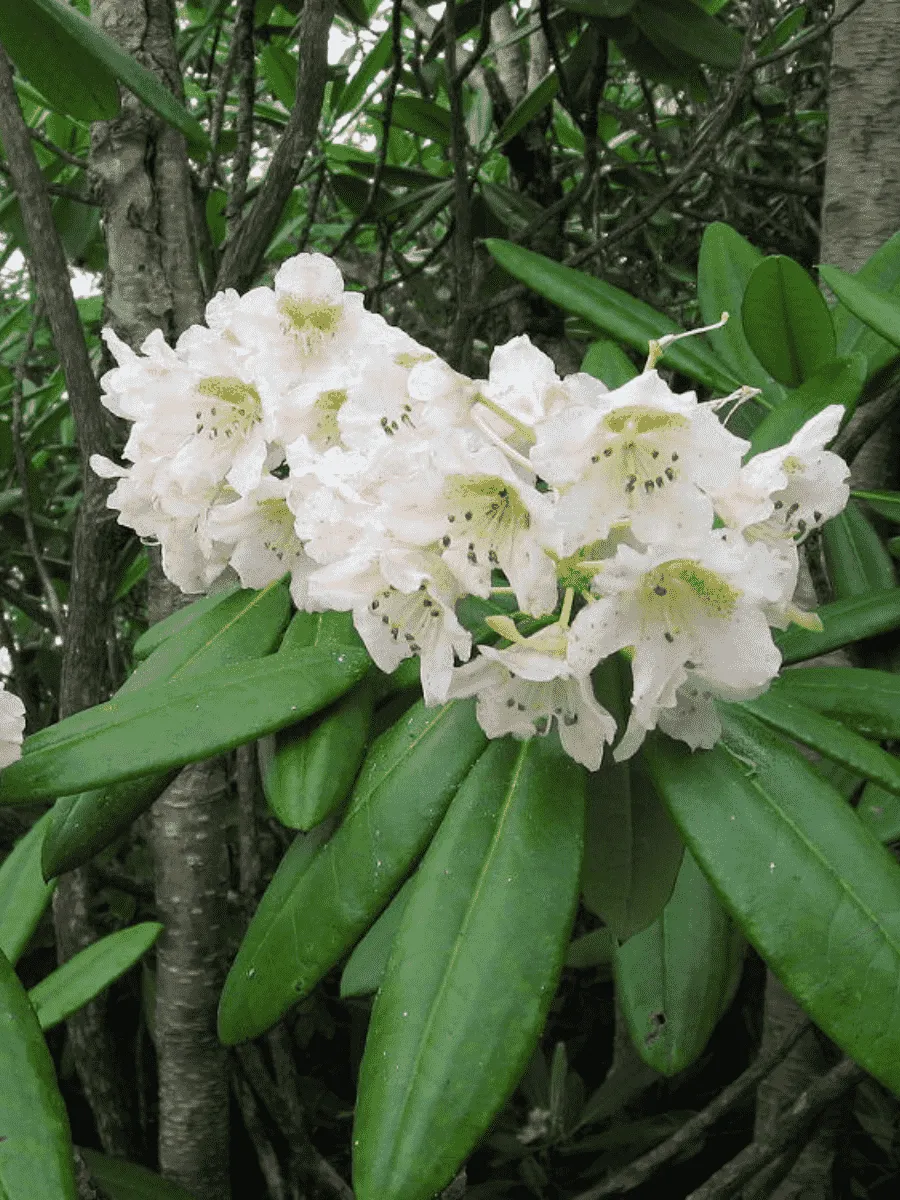 Рододендрон Короткоплодный