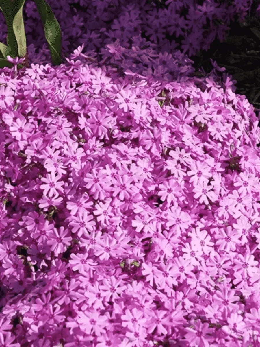 Флокс шиловидный Fort Hill