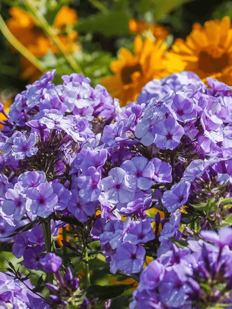 Флокс метельчатый Jeff Blue