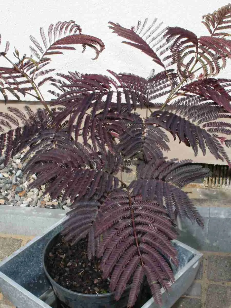 Альбиция ленкоранская Summer chocolate